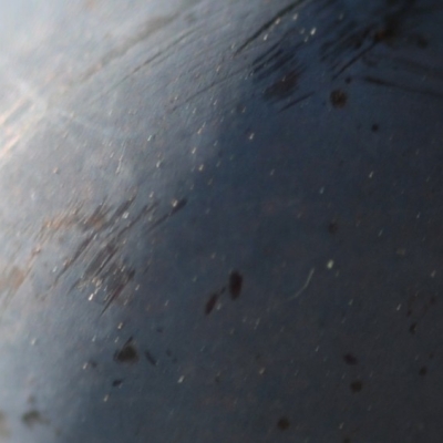 Cabernet Sauvignon ANT 0947